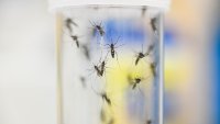 A record-breaking number of mosquitoes are carrying West Nile virus around Las Vegas